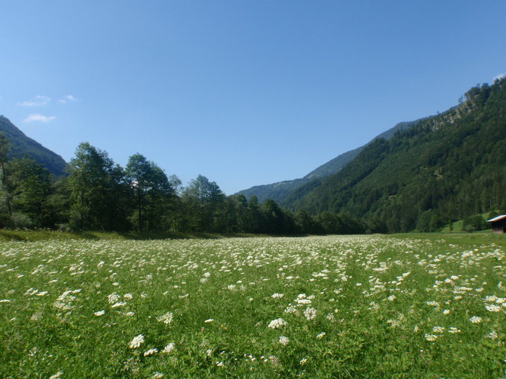 Green meadows