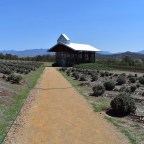 Lake Moogerah